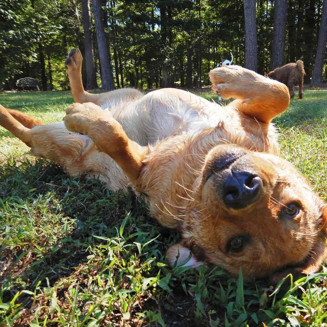 快乐活跃的狗狗在五颜六色的花园草坪上玩耍照片摄影图片_ID:164534053-Veer图库