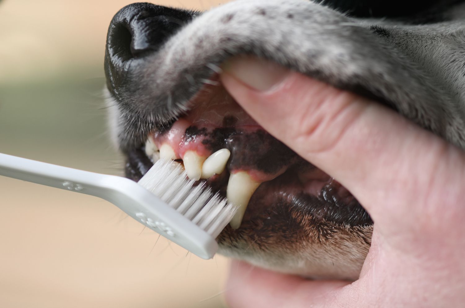 牙齿控制-幼犬5、5周-纠正小杰克罗素梗狗的剪刀咬伤照片摄影图片_ID:425685348-Veer图库